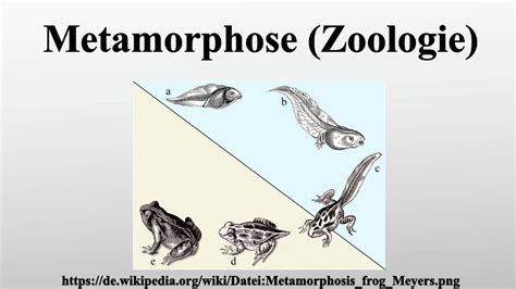 metamorphose bedeutung.